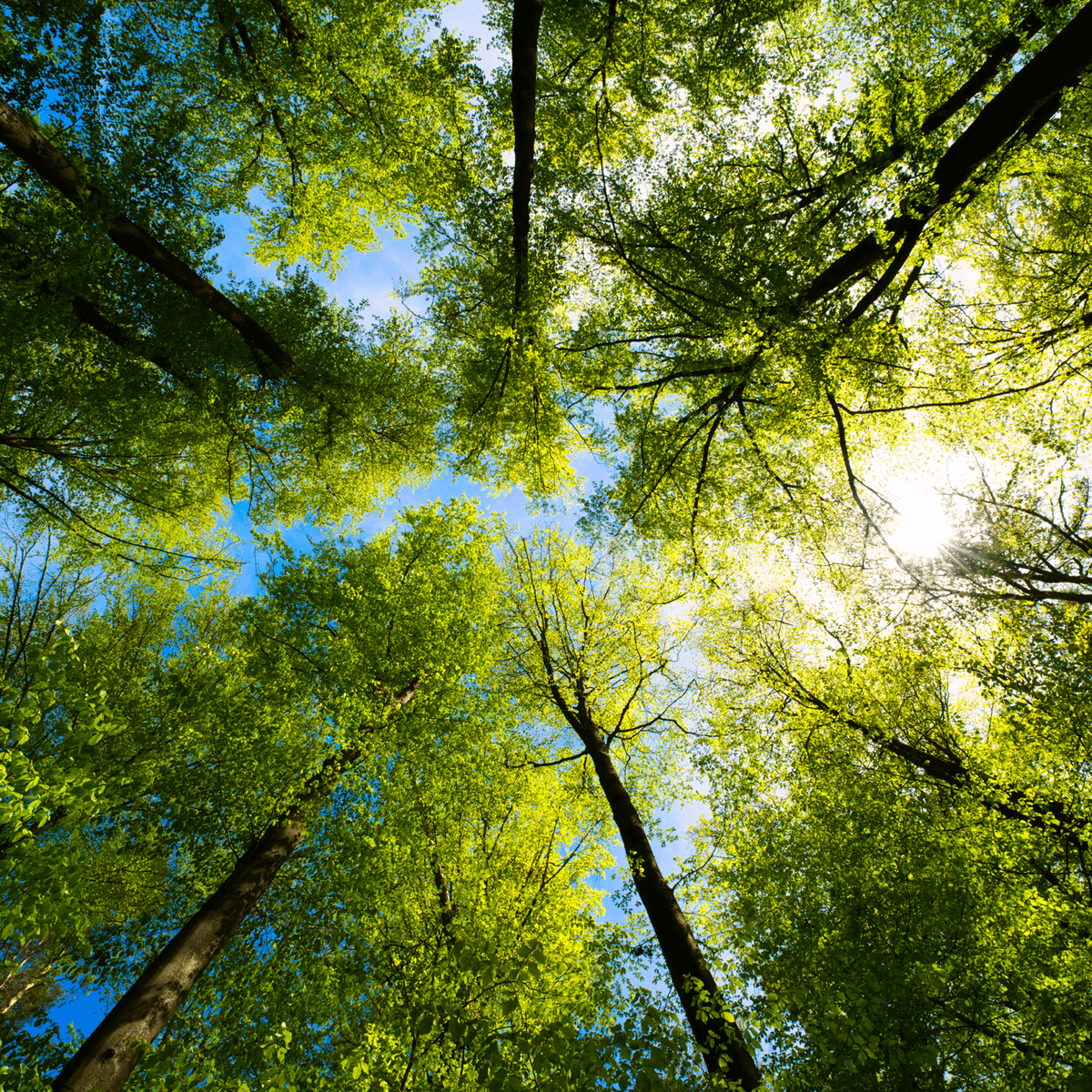 View of tree tops from a ground view