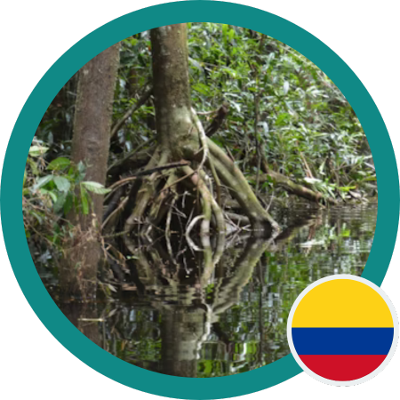 Protection of forests in eastern Colombia