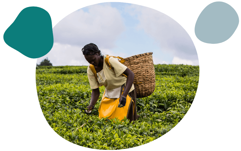 fairtrade worker picking tea