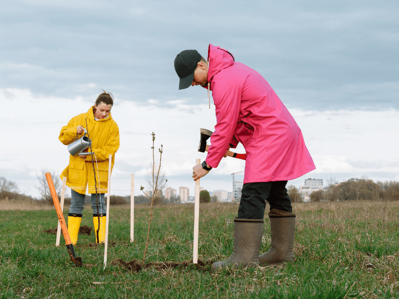 two volunteers planting trees