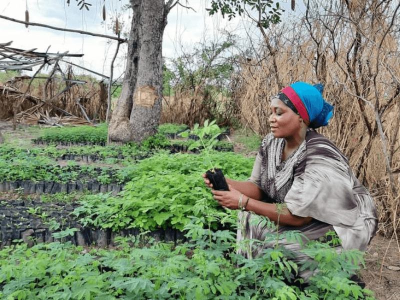 tree planting in Africa