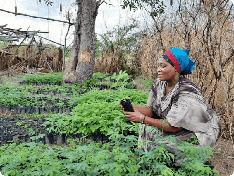 tree planting in Africa