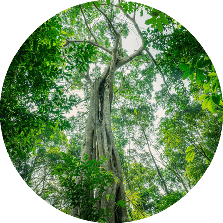 image from the base of a large tree