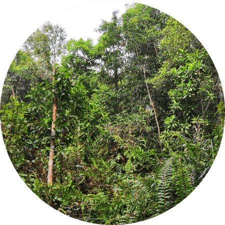 jungle trees