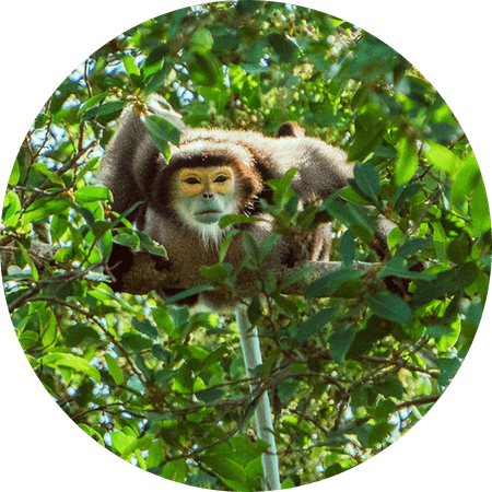 monkey resting in a tree