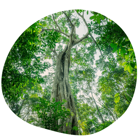 image from the base of a large tree
