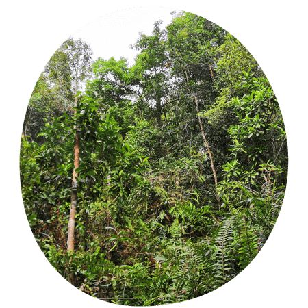 jungle trees