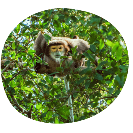 monkey resting in a tree
