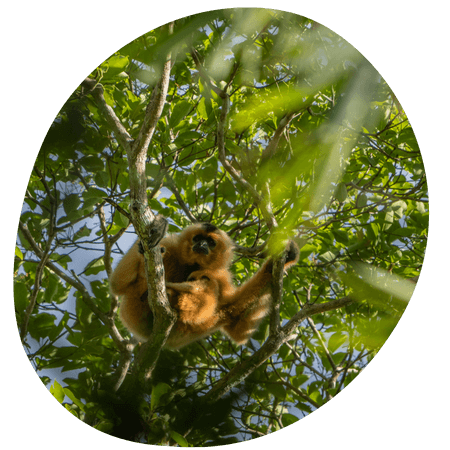 monkey sat in a tree