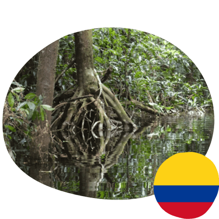 Protection of forests in eastern Colombia