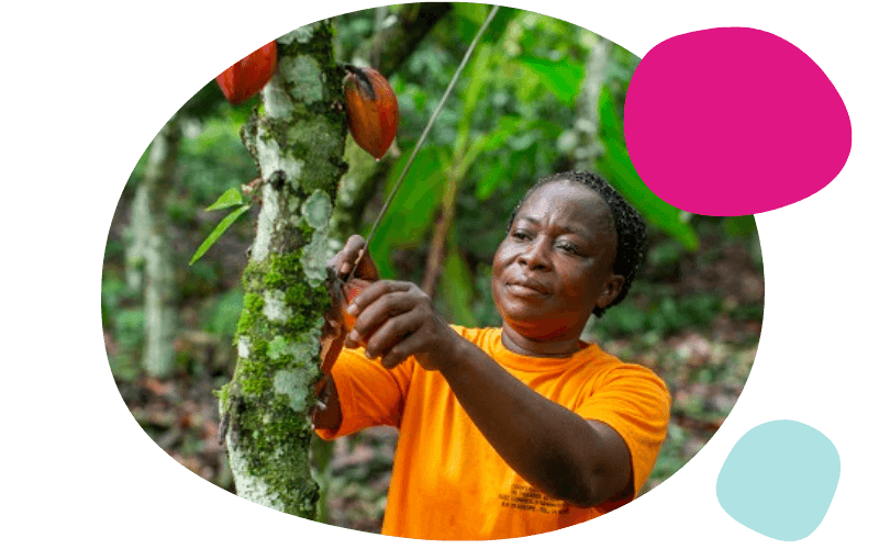 fairtrade worker collecting coffee beans