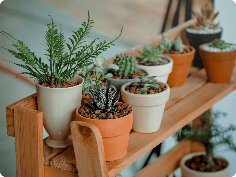 potted plants on a wooden shelf