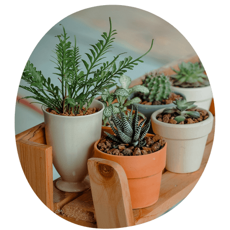 potted plants on a shelf